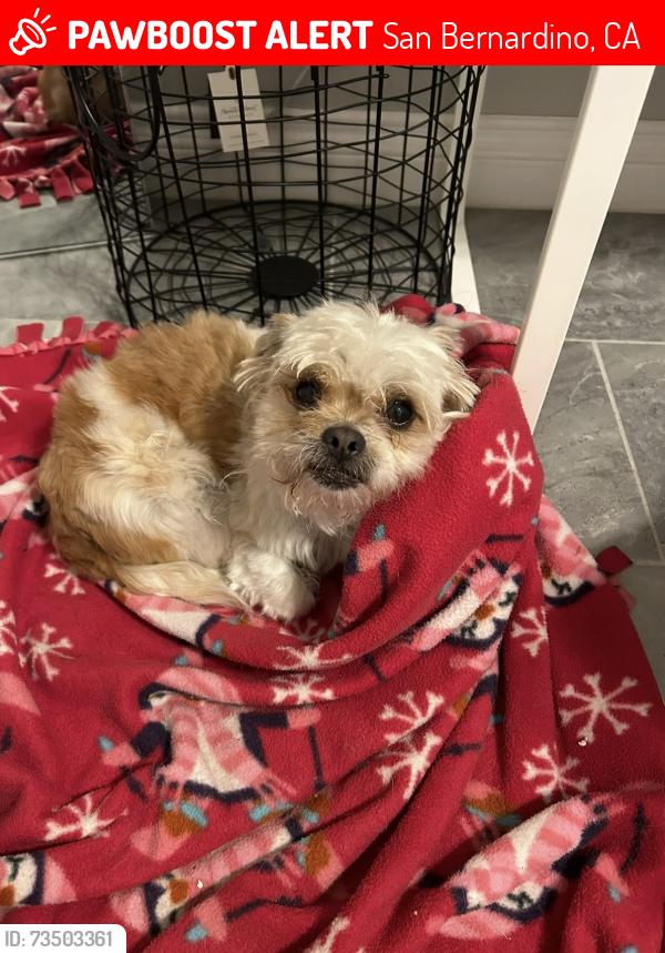 Lost Male Dog last seen Colima road, San Bernardino, CA 92405