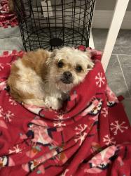 Lost Male Dog last seen Colima road, San Bernardino, CA 92405