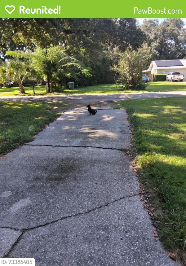 Reunited Male Dog last seen Jackson street, Myrtle Grove, FL 32506