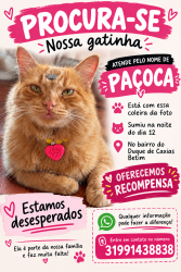 Reunited Female Cat last seen Rua Bruxelas, Duque de Caxias, MG 32673-502