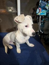 Found/Stray Male Dog last seen Country Club Road & Southwin Drive, Winston-Salem, NC 27102