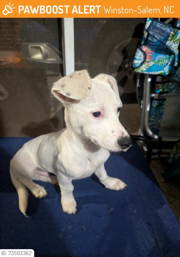 Found/Stray Male Dog last seen Country Club Road & Southwin Drive, Winston-Salem, NC 27102