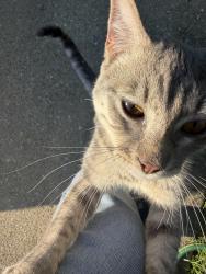 Found/Stray Male Cat last seen Mitchell tree hse's Aubuchon rd, Richmond, VA 23223