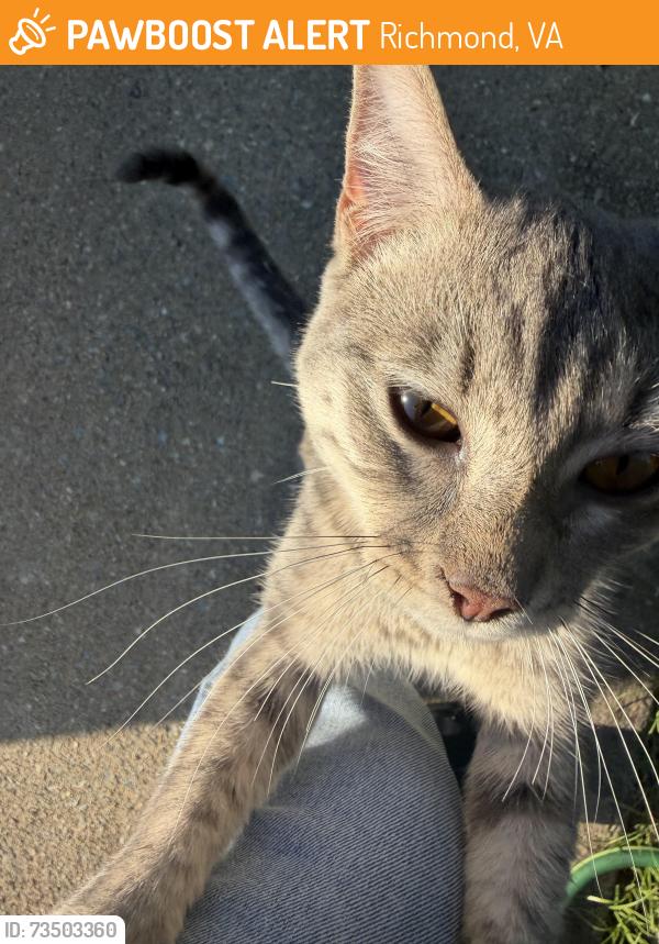 Found/Stray Male Cat last seen Mitchell tree hse's Aubuchon rd, Richmond, VA 23223