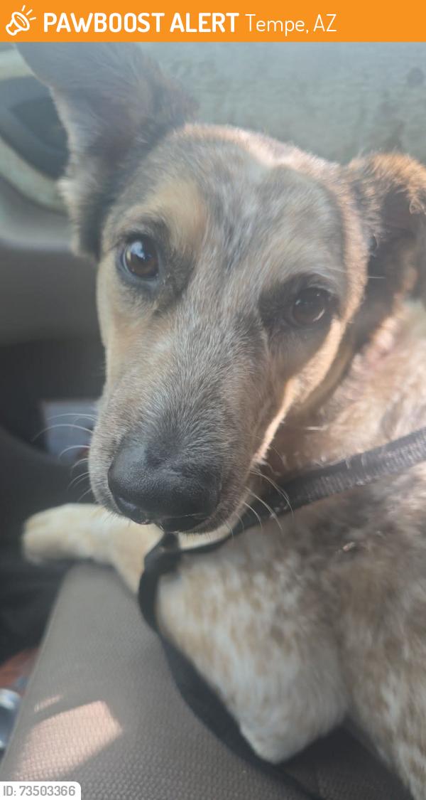 Found/Stray Male Dog last seen 48th St & Broadway, Tempe, AZ 85282