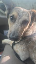 Found/Stray Male Dog last seen 48th St & Broadway, Tempe, AZ 85282