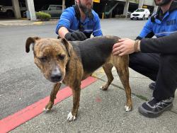 Found/Stray Female Dog last seen Wellesley and Lidgerwood or the NorthTown Mall, Spokane, WA 99207