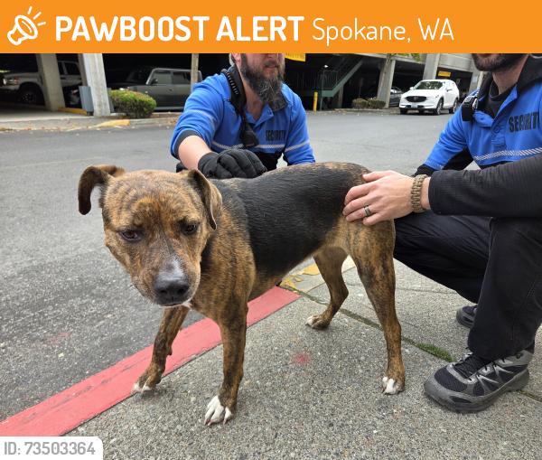 Found/Stray Female Dog last seen Wellesley and Lidgerwood or the NorthTown Mall, Spokane, WA 99207