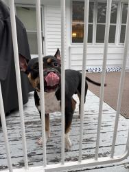 Found/Stray Male Dog last seen Lagrange, Boston, MA 02132