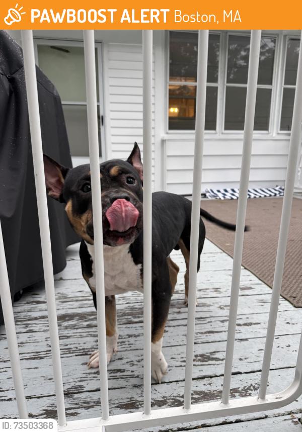 Found/Stray Male Dog last seen Lagrange, Boston, MA 02132