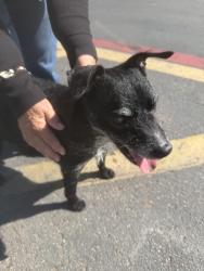 Reunited Unknown Dog last seen Lowe’s parking lot, Escondido, CA 92025
