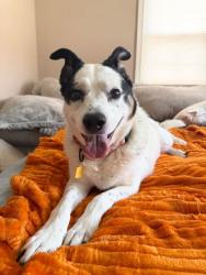 Shelter Stray Female Dog last seen Lorain & Rocky River, 1st District,, 9203 Detroit Ave, Cleveland, OH 44102, USA