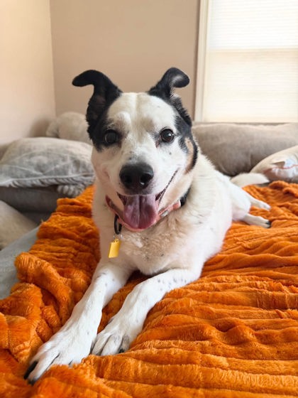 Shelter Stray Female Dog last seen Lorain & Rocky River, 1st District,, 9203 Detroit Ave, Cleveland, OH 44102, USA