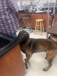 Found/Stray Male Dog last seen Redland Rd and SW 280th Street, Homestead, FL 33030