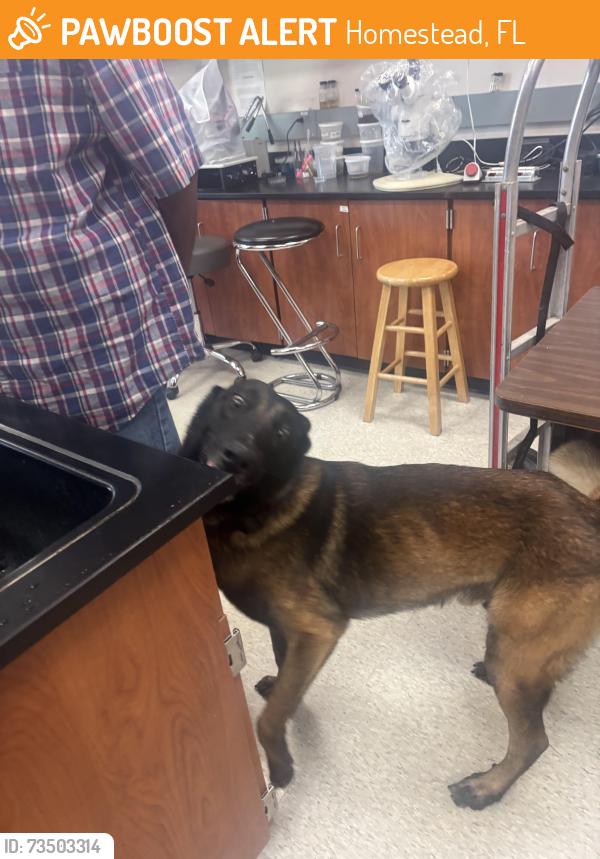 Found/Stray Male Dog last seen Redland Rd and SW 280th Street, Homestead, FL 33030