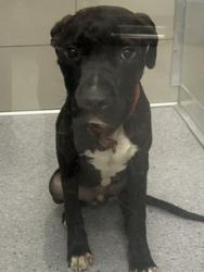 Shelter Stray Male Dog last seen Near W 155, 1st District, OH, 9203 Detroit Ave, Cleveland, OH 44102, USA