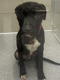 Shelter Stray Male Dog last seen Near W 155, 1st District, OH, 9203 Detroit Ave, Cleveland, OH 44102, USA
