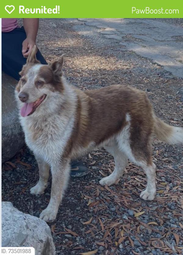 Reunited Male Dog last seen Jenkins Way, Richmond, CA 94806, USA, Richmond, CA 94806