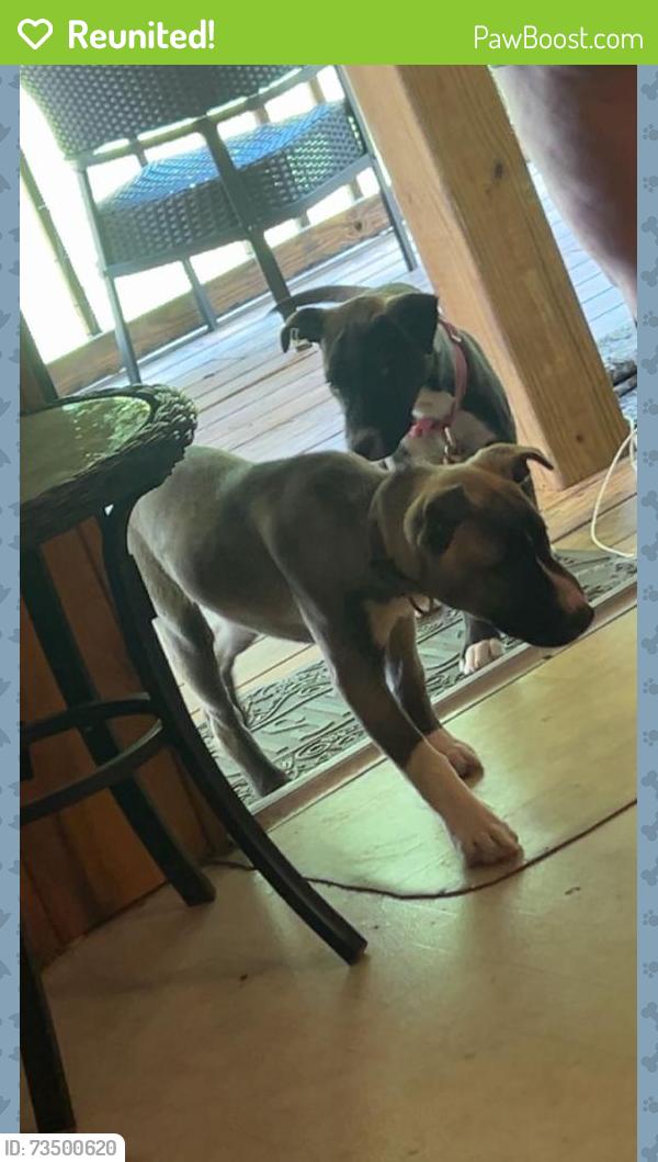 Reunited Female Dog last seen Home, hmstd cir, Cleveland, TN 37323