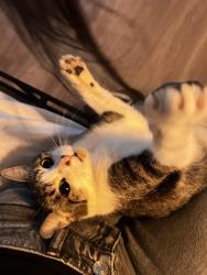 Lost Female Cat last seen Near park ridge ln GA Roswell 30076, Roswell, GA 30076