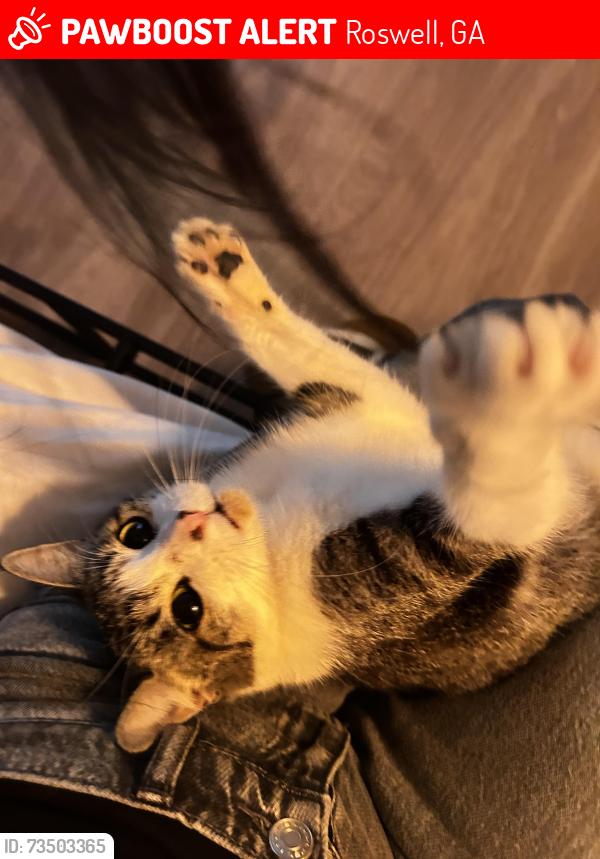 Lost Female Cat last seen Near park ridge ln GA Roswell 30076, Roswell, GA 30076