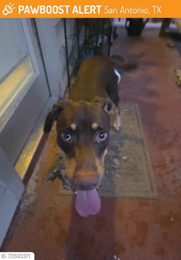 Found/Stray Male Dog last seen Comanche, San Antonio, TX 78247