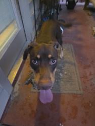 Found/Stray Male Dog last seen Comanche, San Antonio, TX 78247