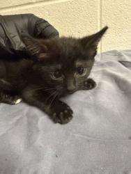 Shelter Stray Female Cat last seen Near block of Forest Ave, Knox County GP, TN, 3201 Division St, Knoxville, TN 37919, USA