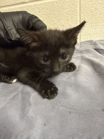 Shelter Stray Female Cat last seen Near block of Forest Ave, Knox County GP, TN, 3201 Division St, Knoxville, TN 37919, USA