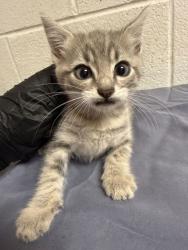 Shelter Stray Male Cat last seen Near block of Forest Ave, Knox County GP, TN, 3201 Division St, Knoxville, TN 37919, USA