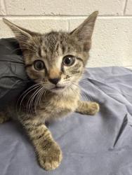 Shelter Stray Male Cat last seen Near block of Forest Ave, Knox County GP, TN, 3201 Division St, Knoxville, TN 37919, USA