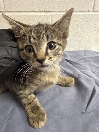 Shelter Stray Male Cat last seen Near block of Forest Ave, Knox County GP, TN, 3201 Division St, Knoxville, TN 37919, USA