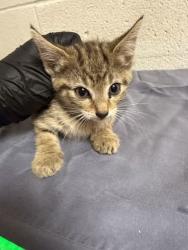 Shelter Stray Female Cat last seen Near block of Forest Ave, Knox County GP, TN, 3201 Division St, Knoxville, TN 37919, USA