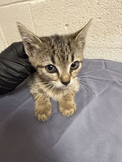 Shelter Stray Female Cat last seen Near block of Forest Ave, Knox County GP, TN, 3201 Division St, Knoxville, TN 37919, USA