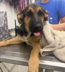 Shelter Stray Female Dog last seen Near Garner Ave, 64116, MO, 7077 Elmwood Ave, Kansas City, MO 64132, USA