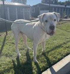 Shelter Stray Male Dog last seen , , GA, 3280 Chamblee Dunwoody Rd, Chamblee, GA 30341, USA