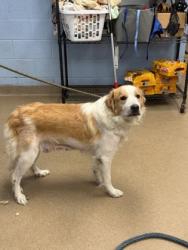 Shelter Stray Female Dog last seen Near Peachtree Industrial Doraville GA 30360, 30360, GA, 3280 Chamblee Dunwoody Rd, Chamblee, GA 30341, USA