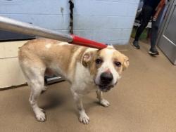 Shelter Stray Male Dog last seen Near Peachtree Industrial Doraville GA 30360, 30360, GA, 3280 Chamblee Dunwoody Rd, Chamblee, GA 30341, USA