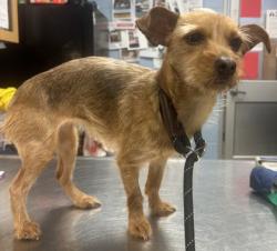 Shelter Stray Female Dog last seen Near Tradd Court, 30087, GA, 3280 Chamblee Dunwoody Rd, Chamblee, GA 30341, USA