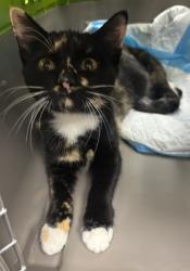 Shelter Stray Female Cat last seen Near Golfcrest Cir, 30088, GA, 3280 Chamblee Dunwoody Rd, Chamblee, GA 30341, USA