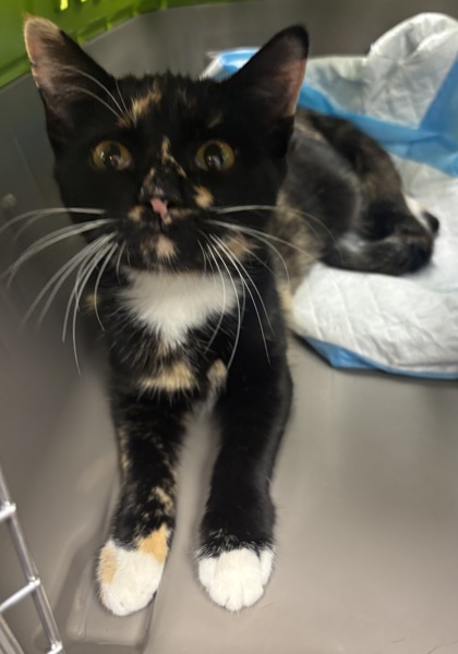 Shelter Stray Female Cat last seen Near Golfcrest Cir, 30088, GA, 3280 Chamblee Dunwoody Rd, Chamblee, GA 30341, USA