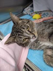 Shelter Stray Male Cat last seen Near S. Central Ave., 21202, MD, 2490 Giles Rd, Baltimore, MD 21225, USA