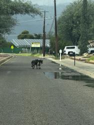 Found/Stray Unknown Dog last seen Prudence, Tucson, AZ 85710