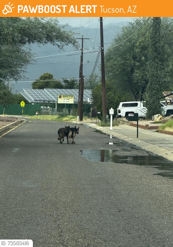 Found/Stray Unknown Dog last seen Prudence, Tucson, AZ 85710