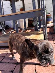 Found/Stray Female Dog last seen Lakeside high school, Lake Elsinore, CA 92530