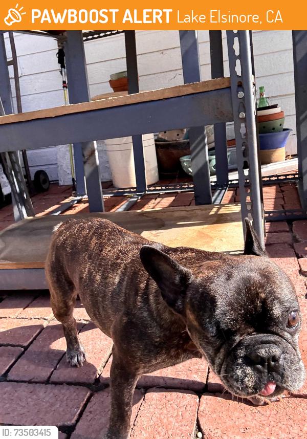 Found/Stray Female Dog last seen Lakeside high school, Lake Elsinore, CA 92530