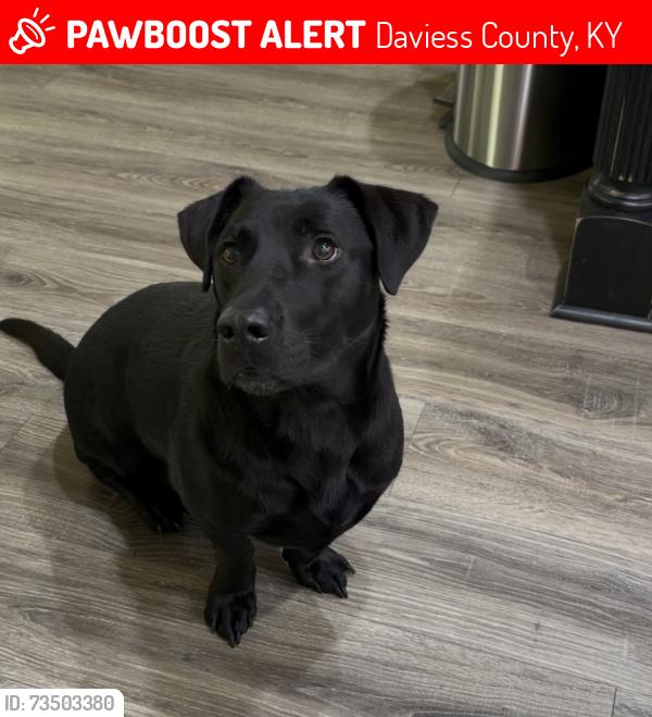 Lost Male Dog last seen Hwy 1389, Daviess County, KY 42303