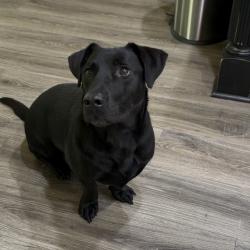 Lost Male Dog last seen Hwy 1389, Daviess County, KY 42303