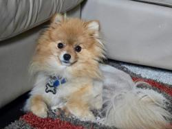 Lost Male Dog last seen Micheal & Joshua Court, Bedford, TX 76022