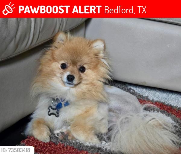 Lost Male Dog last seen Micheal & Joshua Court, Bedford, TX 76022